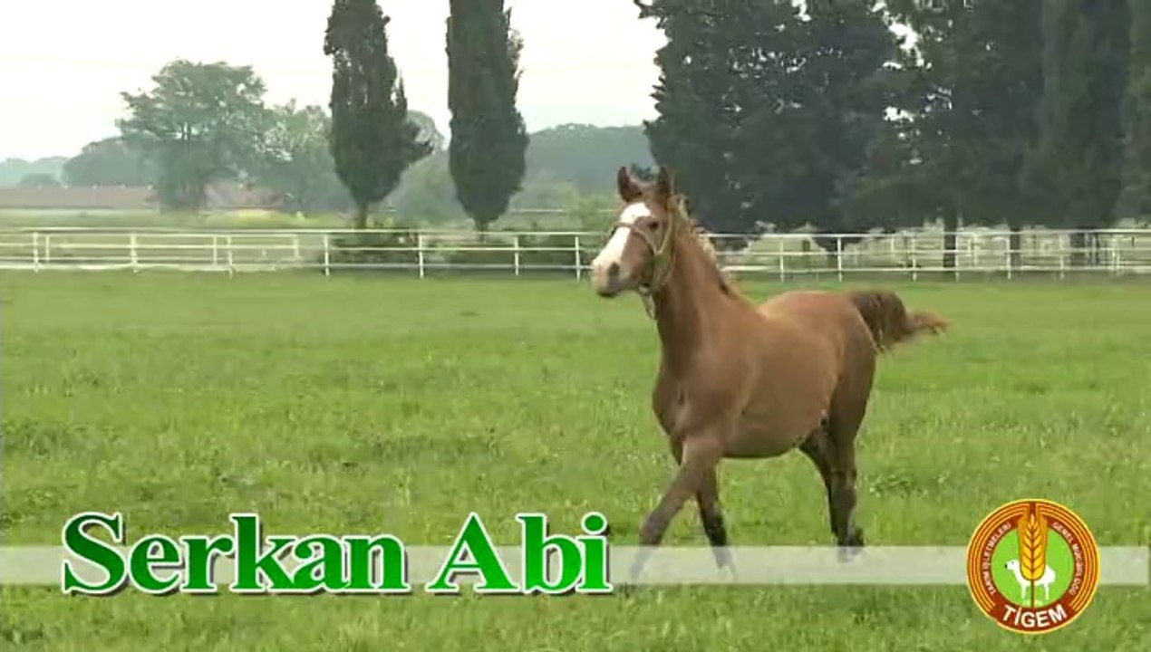 SERKANABİ