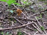 Tricholomes de la Saint-Georges et morilles même biotope.... 6 mai 2014