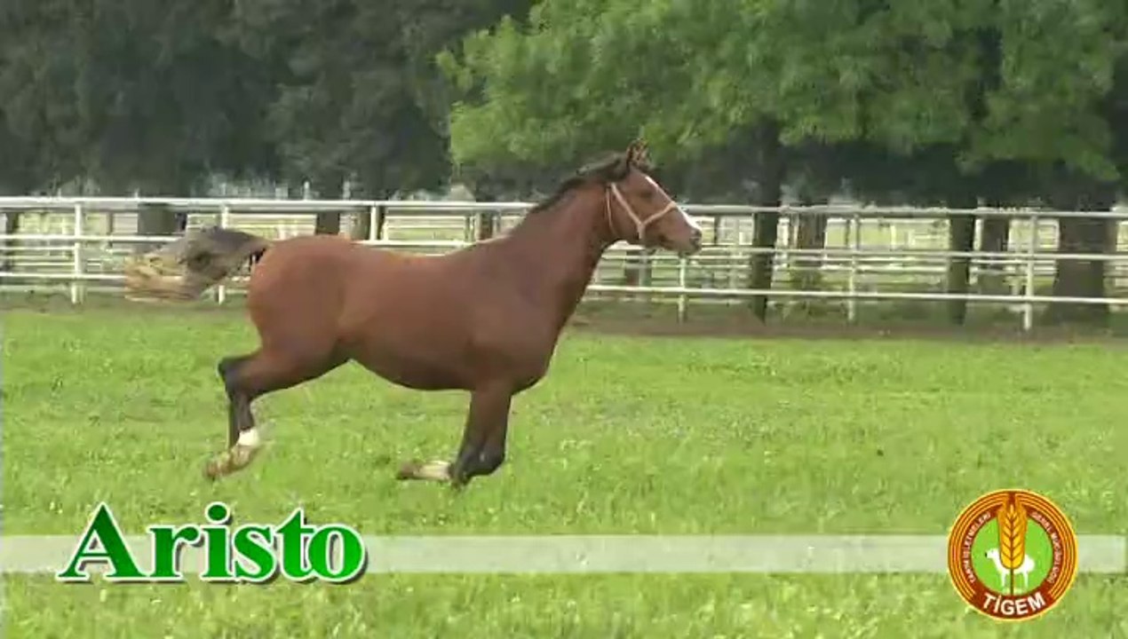 ARİSTO