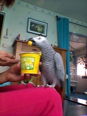 les boules de couleurs