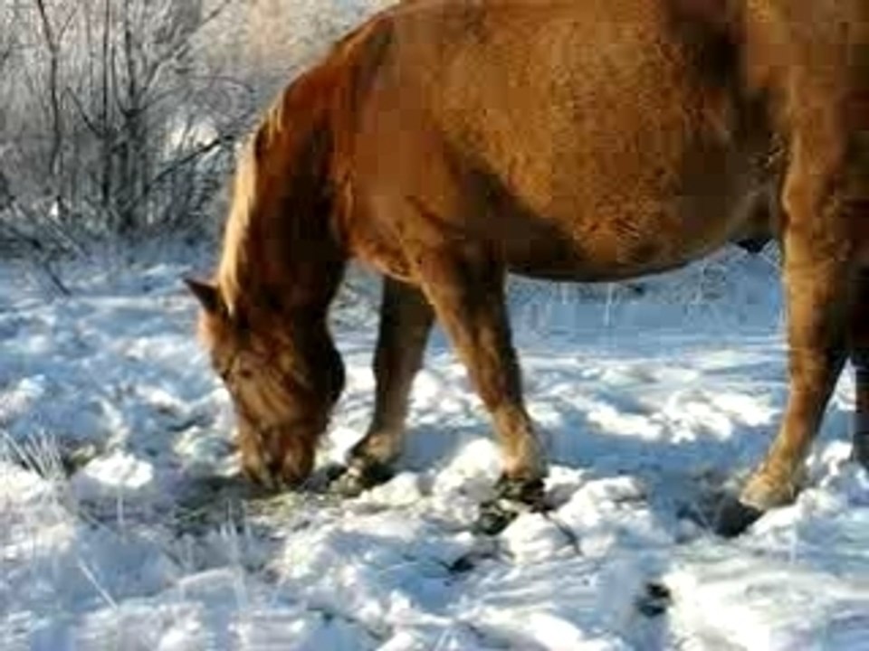 Snowgrass