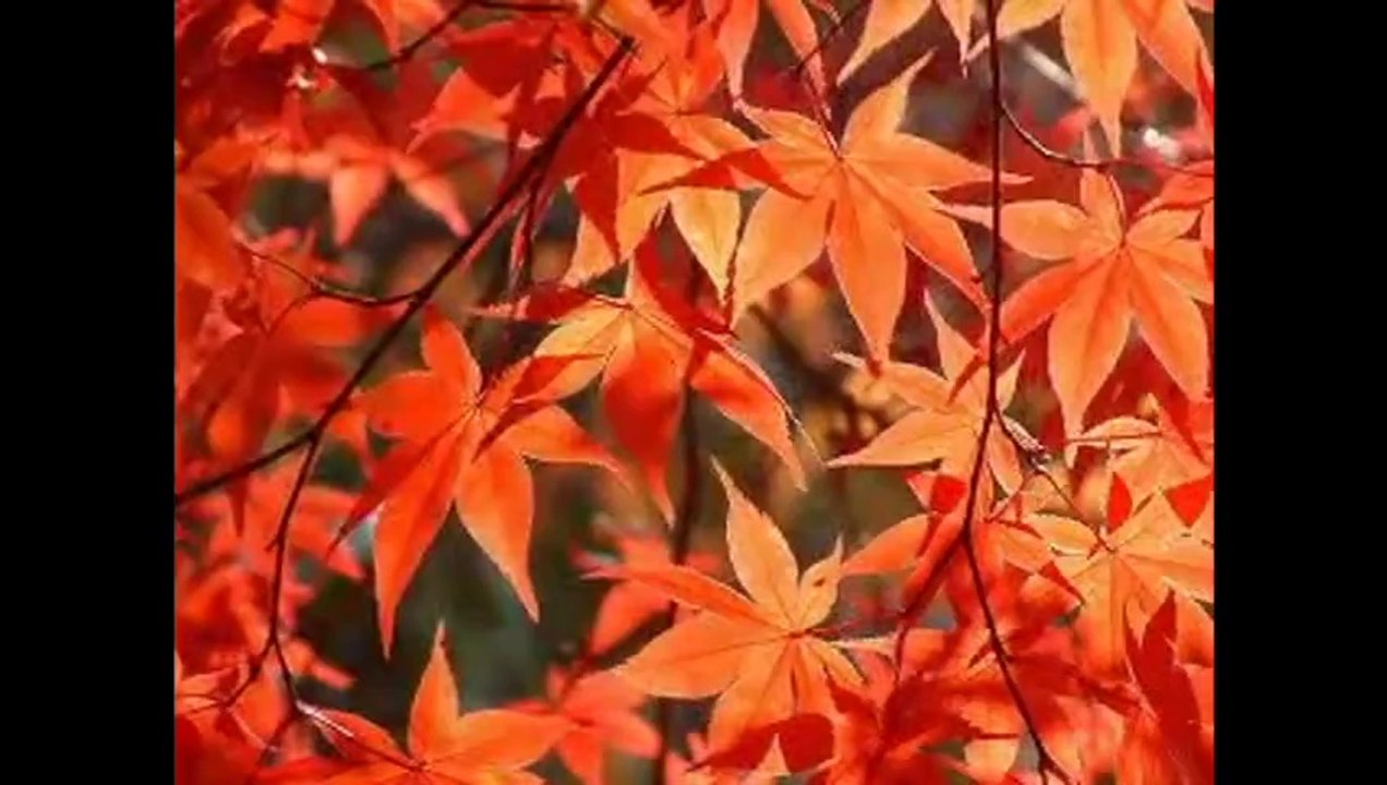 THƠ TÌNH CUỐI MÙA THU - Guitar Solo, Arr. Thanh Nhã