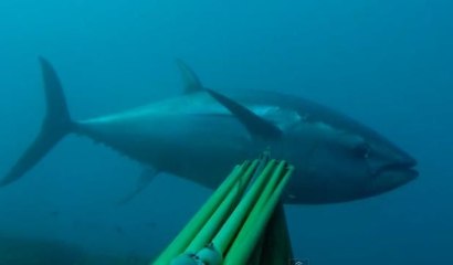 Tuna of 104kg - Spearfishing