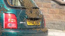 20000 abeilles sur une voiture