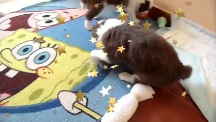 Camada Hana&Kun 29 días