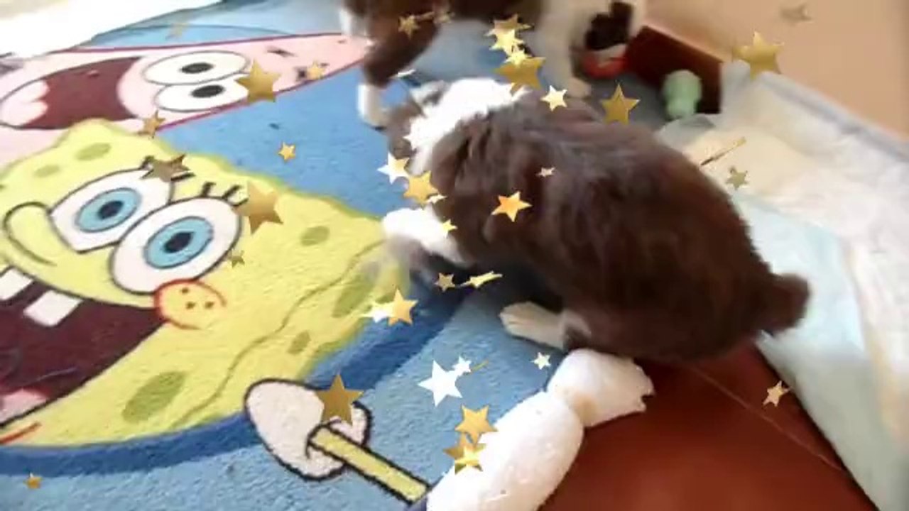 Camada Hana&Kun 29 días