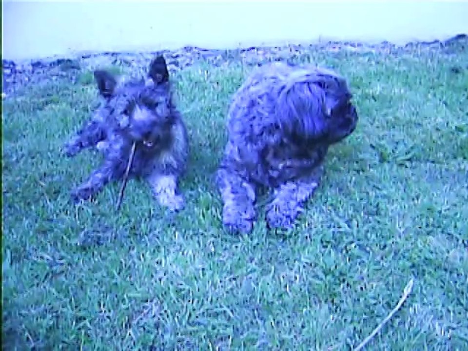 les chiens s'amusent dehors