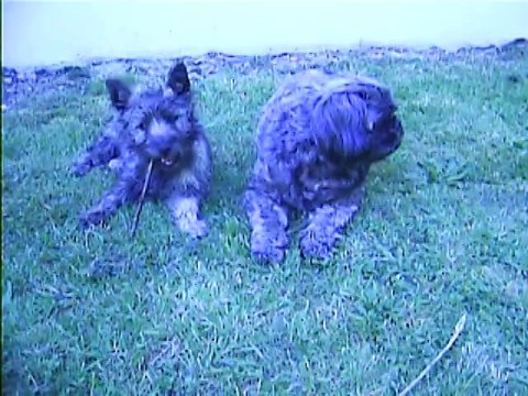 les chiens s'amusent dehors