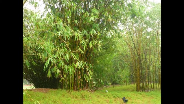 SINGAPOUR JARDIN BOTANIQUE