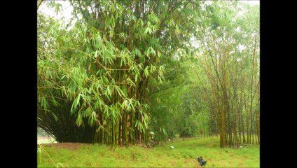 SINGAPOUR JARDIN BOTANIQUE