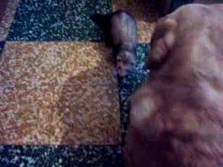 Rencontre entre "Chipie" et "Jacques"