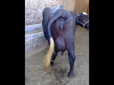 BUFFALO /BHAINCE KA GOBAR BUND KAISAY KHOLEIN DR.ASHRAF SAHIBZADA