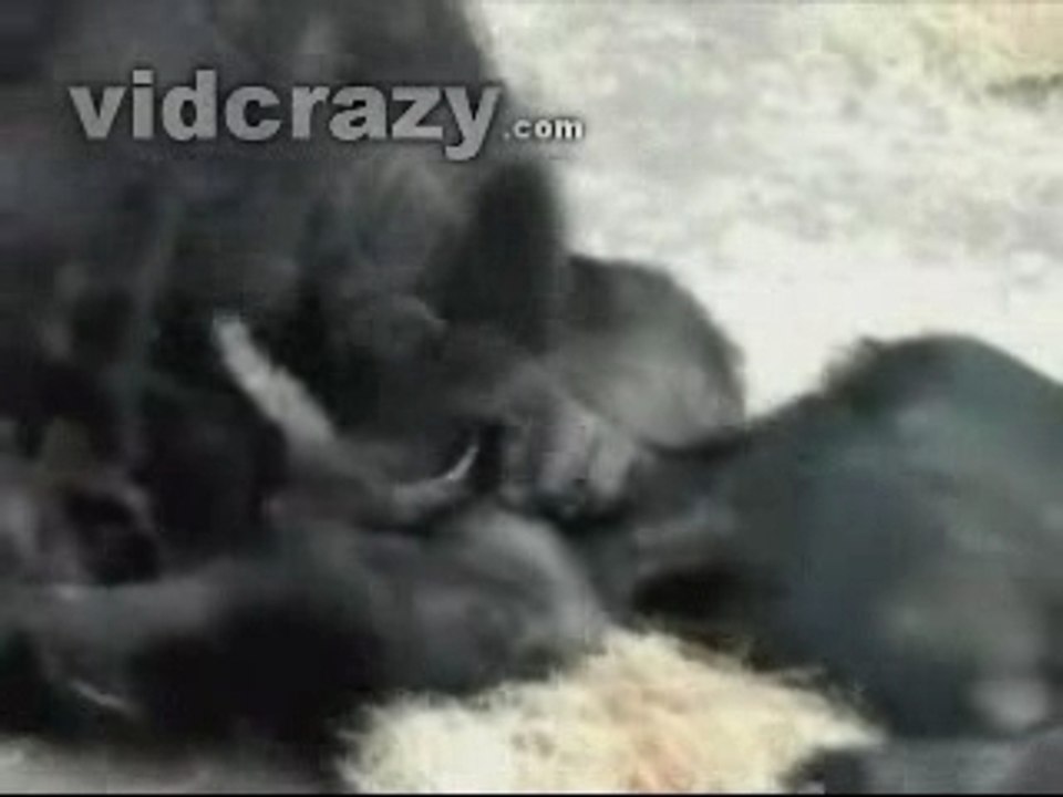 LA PIPE DU SINGE