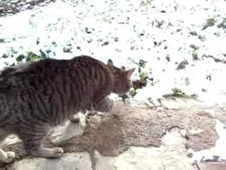 grand chat à coté de la neige