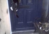 Cat Opens Door, Mission Impossible Style