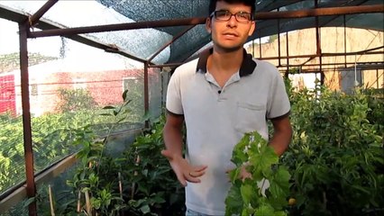 Tüplü Asma Fidanı Ne Demektir Asma Fidanı satışı fidantohum.com da