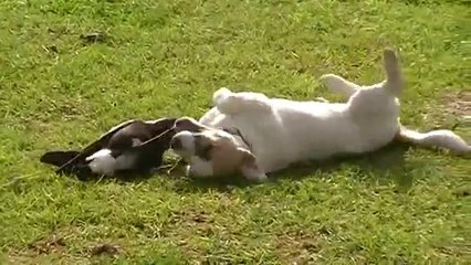 Bird Playing With Dog!