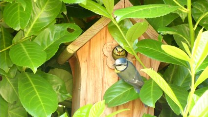 L'envol des 7 mésanges