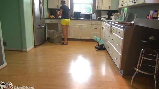 Cat Cleans The Kitchen On A Roomba!