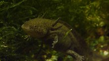Axolote - Ajolote - Axolotl - Axolotle