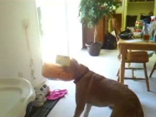 Labradors Are Awesome Compilation