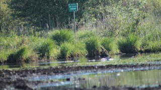 Marais du Lac de grand lieu St Lumine 18/05/2014