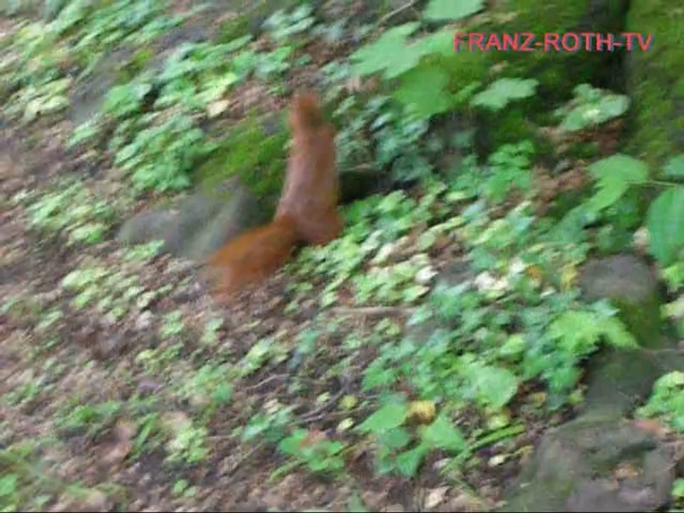 Eichhörnchen - München Ostfriedhof - 2014-05-18