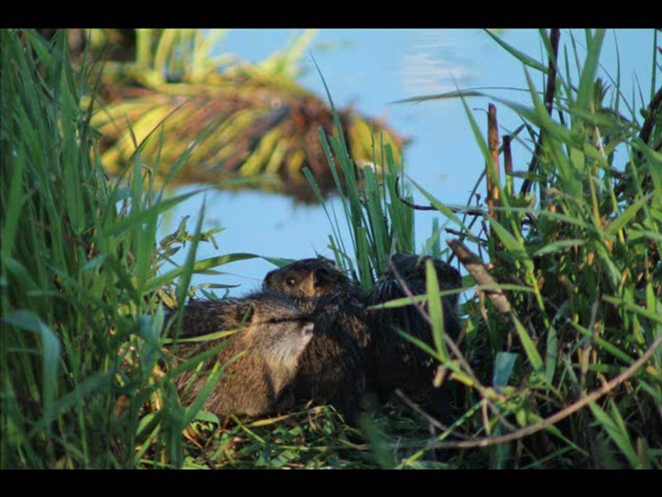 Marais du Lac de Grand Lieu 18-05-2014
