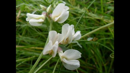 KANDİLLİ KÖYÜ (KÖTÜN) - SAİMBEYLİ