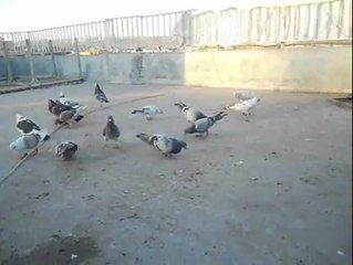 Dogan Polat 2014 yavru kuşları yemlerken