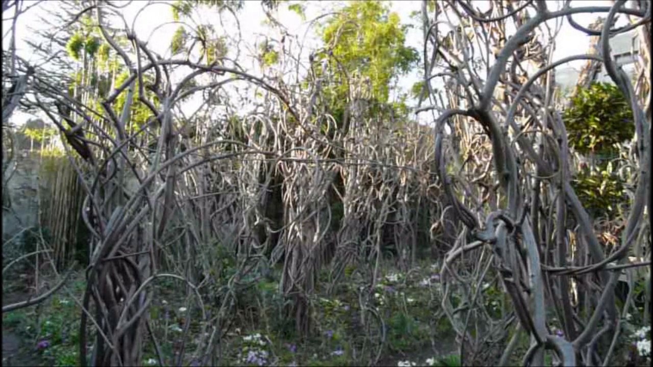Indi dans la petite forêt de Sculptures-Vivantes