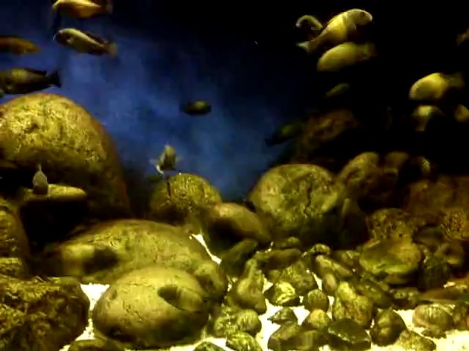 tropheus tanganyika