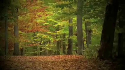 Bosques sin sombra...(Antonio Trigo)