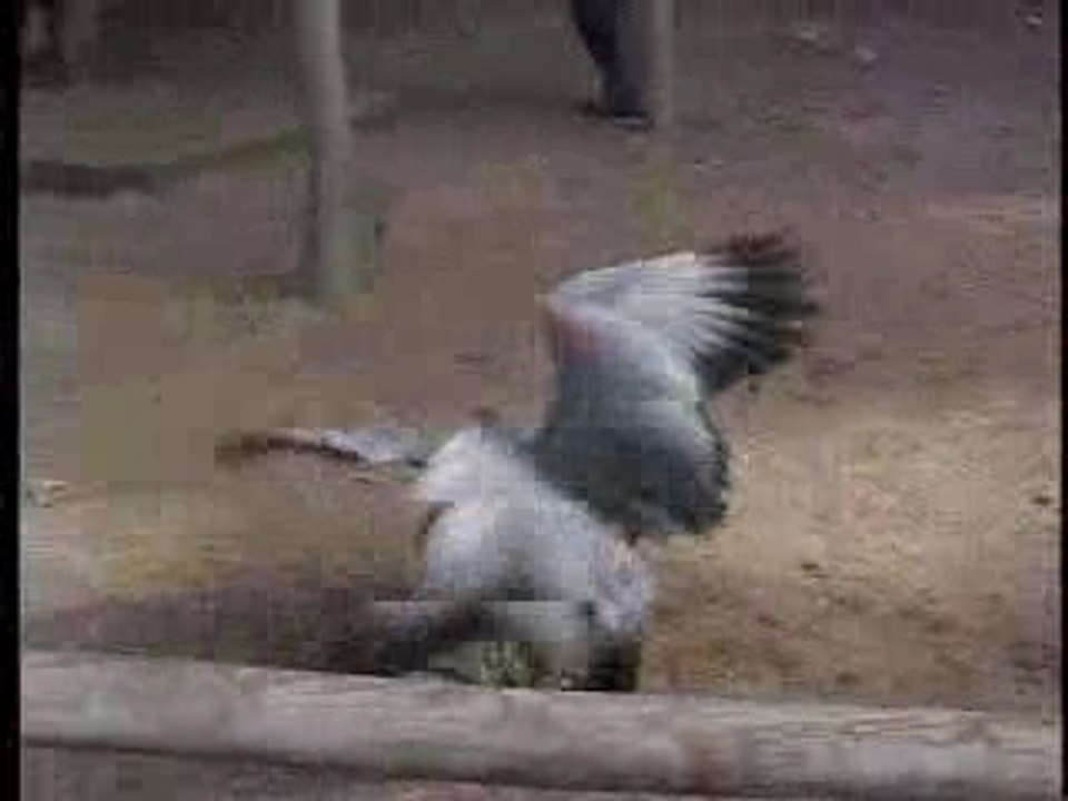 Goose Fight, Kangaroo Island, Australia