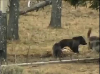 kurtlar ayıyla kavga ediyor