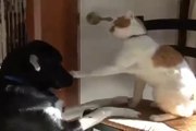 新日本マテリアルおススメ！犬と猫のハプニング映像　ビンタ対決のおもしろ動画