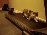 天成ホールディングスおススメ！猫のおもしろ動画　ウォーキングマシンのハプニング映像