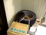 天成ホールディングスおススメ！ノラ猫ハプニング集　家屋倒壊のおもしろ動画
