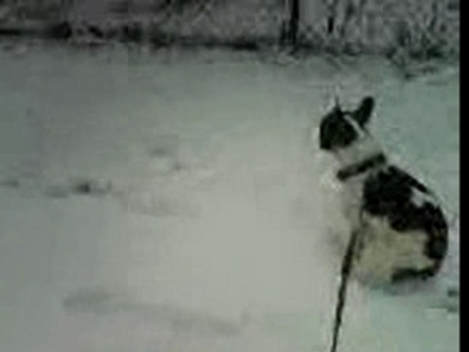 angel dans la neige