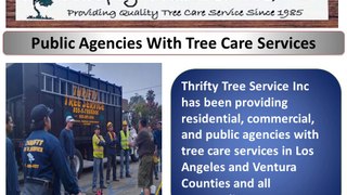 Thrifty Tree Services Inc Arborist In Los Angeles