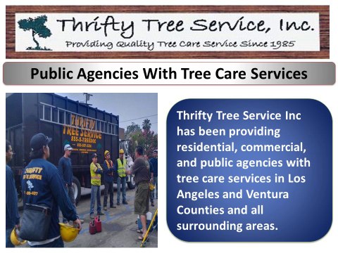 Thrifty Tree Services Inc Arborist In Los Angeles