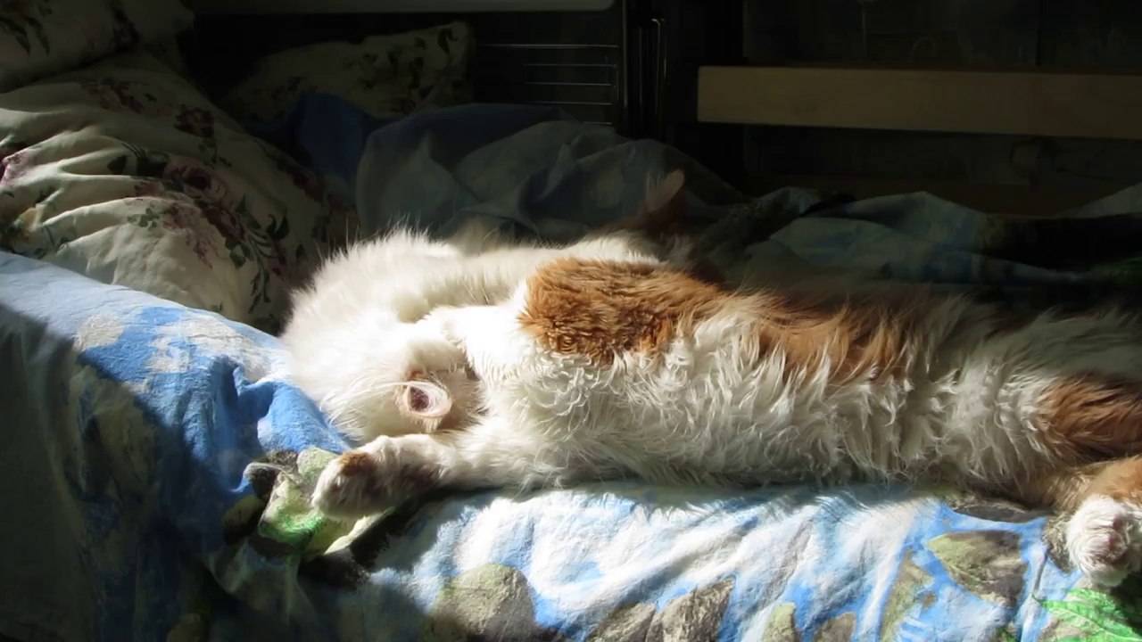 Cats hugs then fight! Awesome kittens!