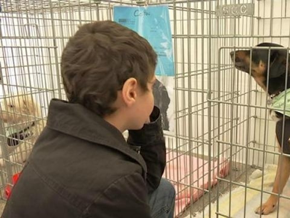 Animaux: la SPA organise une journée portes ouvertes - 19/05