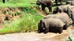 Elephant Calf Rescued From Rain-Swollen River