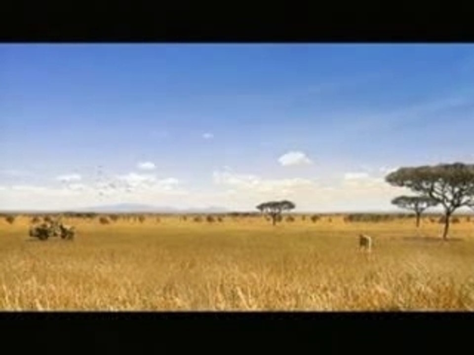 Safari