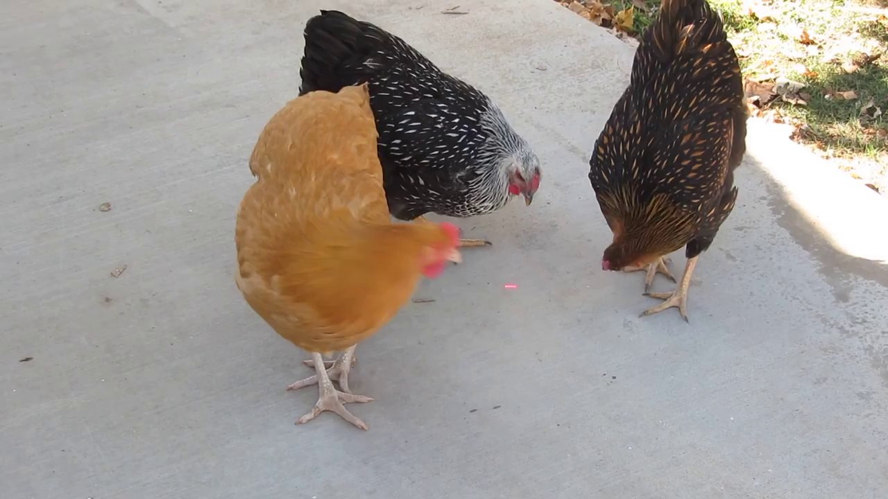 Quand des poules veulent attraper un laser