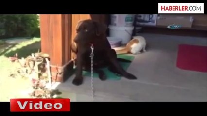 Erkek Köpeğe Bak Sen..