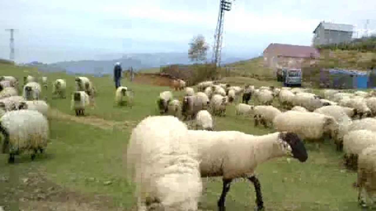 yaylara göçler başladı