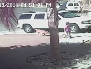 CAT SAVES LITTLE BOY FROM A DOG ATTACK!
