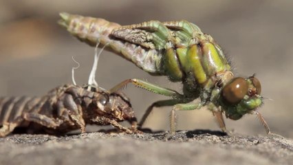 Saniye saniye Yusufcuğun doğum anı